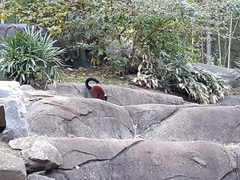Varecia rubra