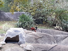 Varecia rubra