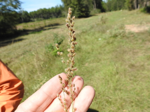 Image of Anthenantia texana by (c) Sam Kieschnick, some rights reserved (CC BY)