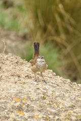 Cinclodes