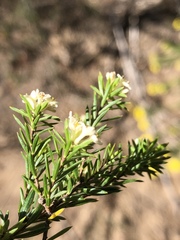 Lachnaea diosmoides
