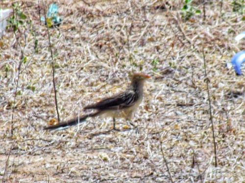 Guira Cuckoo