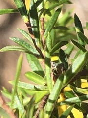 Lachnaea diosmoides