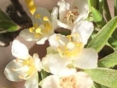 Lachnaea diosmoides