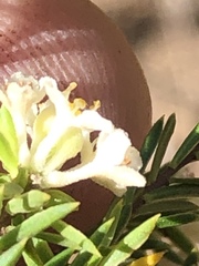 Lachnaea diosmoides