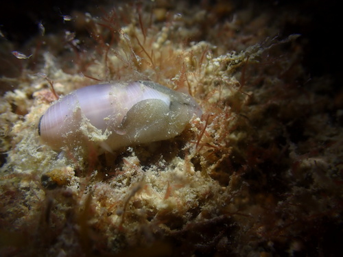 Atys cylindricus observed 2025-08-23