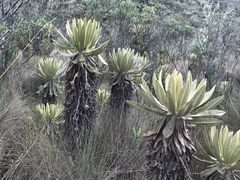 Espeletia hartwegiana