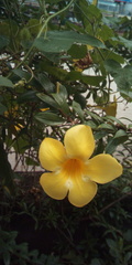 Allamanda cathartica