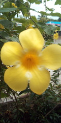Allamanda cathartica