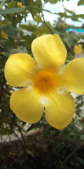Allamanda cathartica