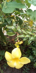 Allamanda cathartica