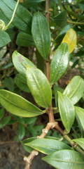 Allamanda cathartica