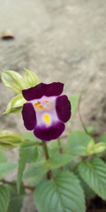Torenia fournieri