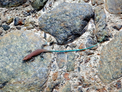 Blue-Tailed Oman Lizard photo 2
