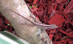 Anolis sagrei