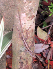 Anolis sagrei