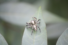 Araneae