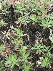 Leucanthemum × superbum