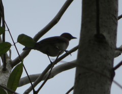 Turdus ignobilis debilis