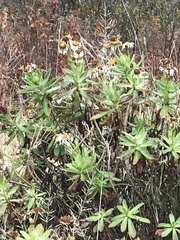 Leucanthemum × superbum
