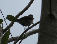 Turdus ignobilis debilis