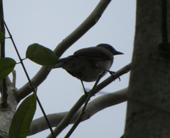Turdus ignobilis debilis