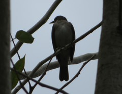 Turdus ignobilis debilis