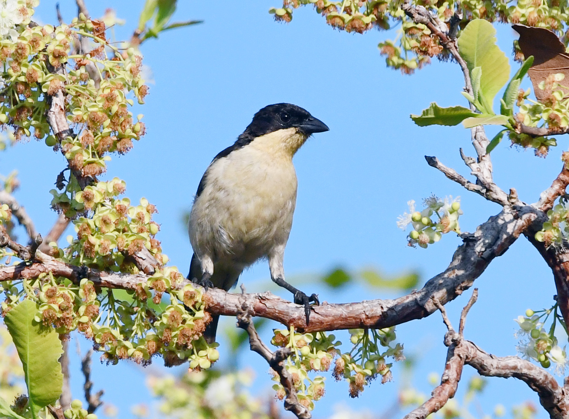 White-rumped Tanager (Cypsnagra hirundinacea), photo 4