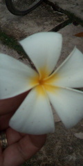 Plumeria