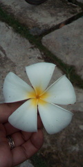 Plumeria