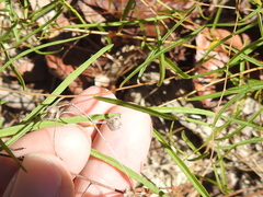 Stylisma pickeringii