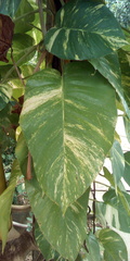 Epipremnum aureum