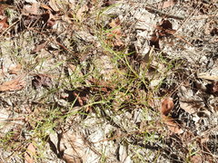 Stylisma pickeringii