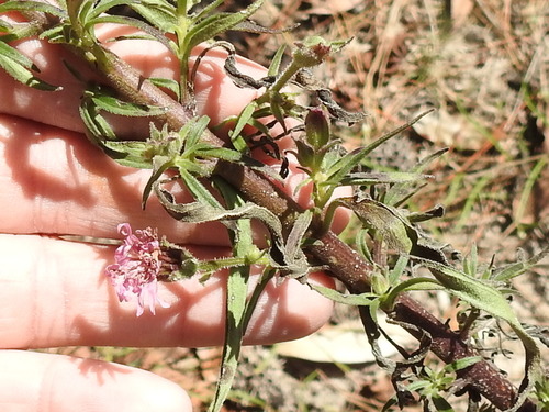 Image of Palafoxia hookeriana by (c) Sam Kieschnick, some rights reserved (CC BY)