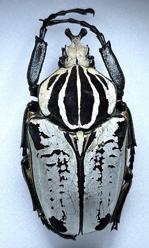 Goliath Beetle (Goliathus goliatus) · iNaturalist Canada