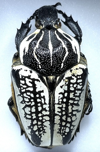 Goliath Beetle (Goliathus goliatus) · iNaturalist Canada