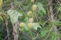 Passiflora foetida