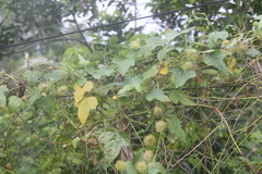 Passiflora foetida