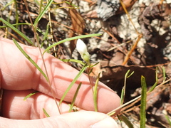 Stylisma pickeringii