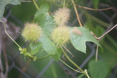Passiflora foetida