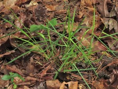 Dichanthelium bicknellii