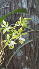 Epidendrum stamfordianum