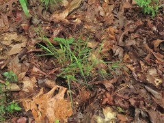 Dichanthelium bicknellii