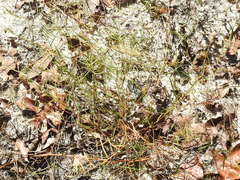 Stylisma pickeringii