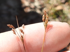 Bulbostylis ciliatifolia
