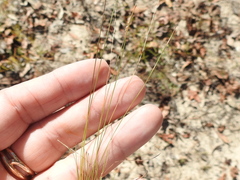 Bulbostylis ciliatifolia