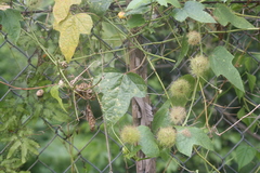 Passiflora foetida