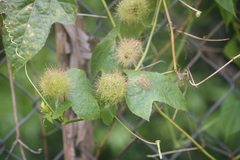 Passiflora foetida