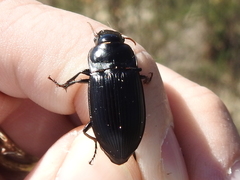 Harpalus caliginosus