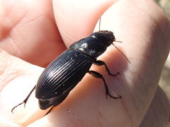 Harpalus caliginosus